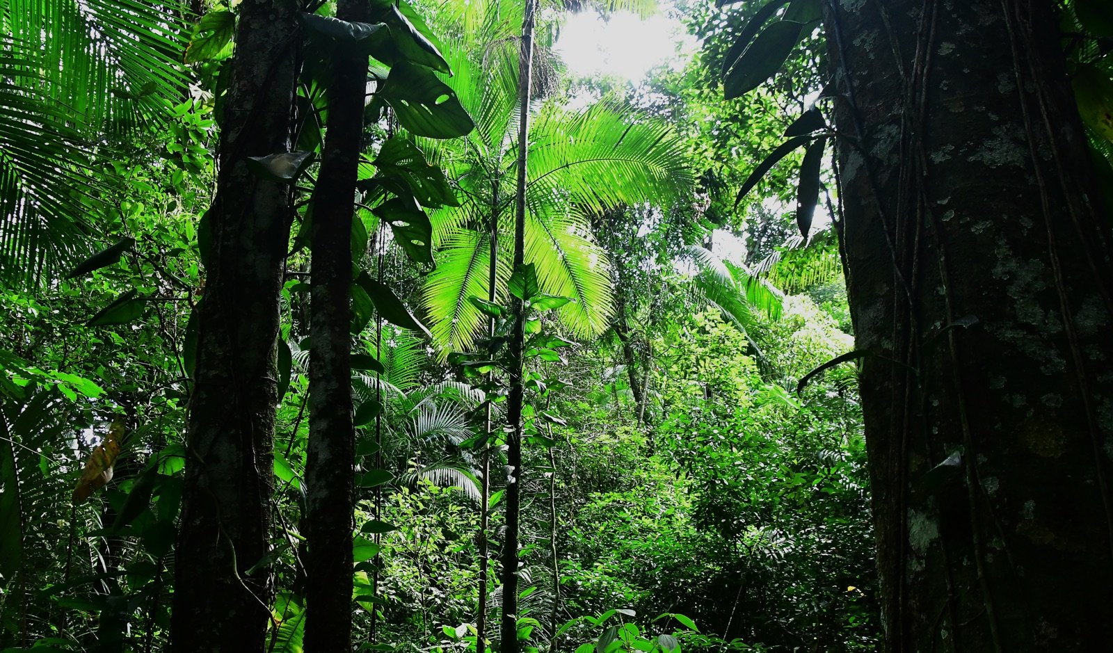 Riacho estreito em meio à mata preservada