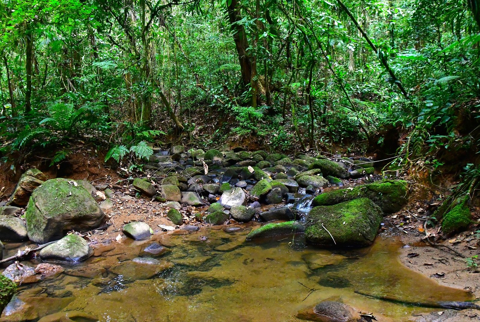 Riacho com pedras e mata preservada