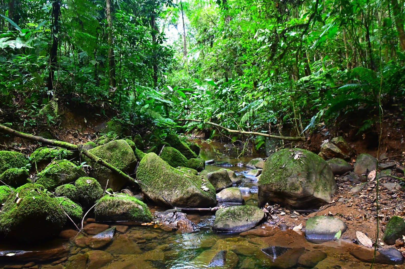 Córrego de água limpa em meio à mata