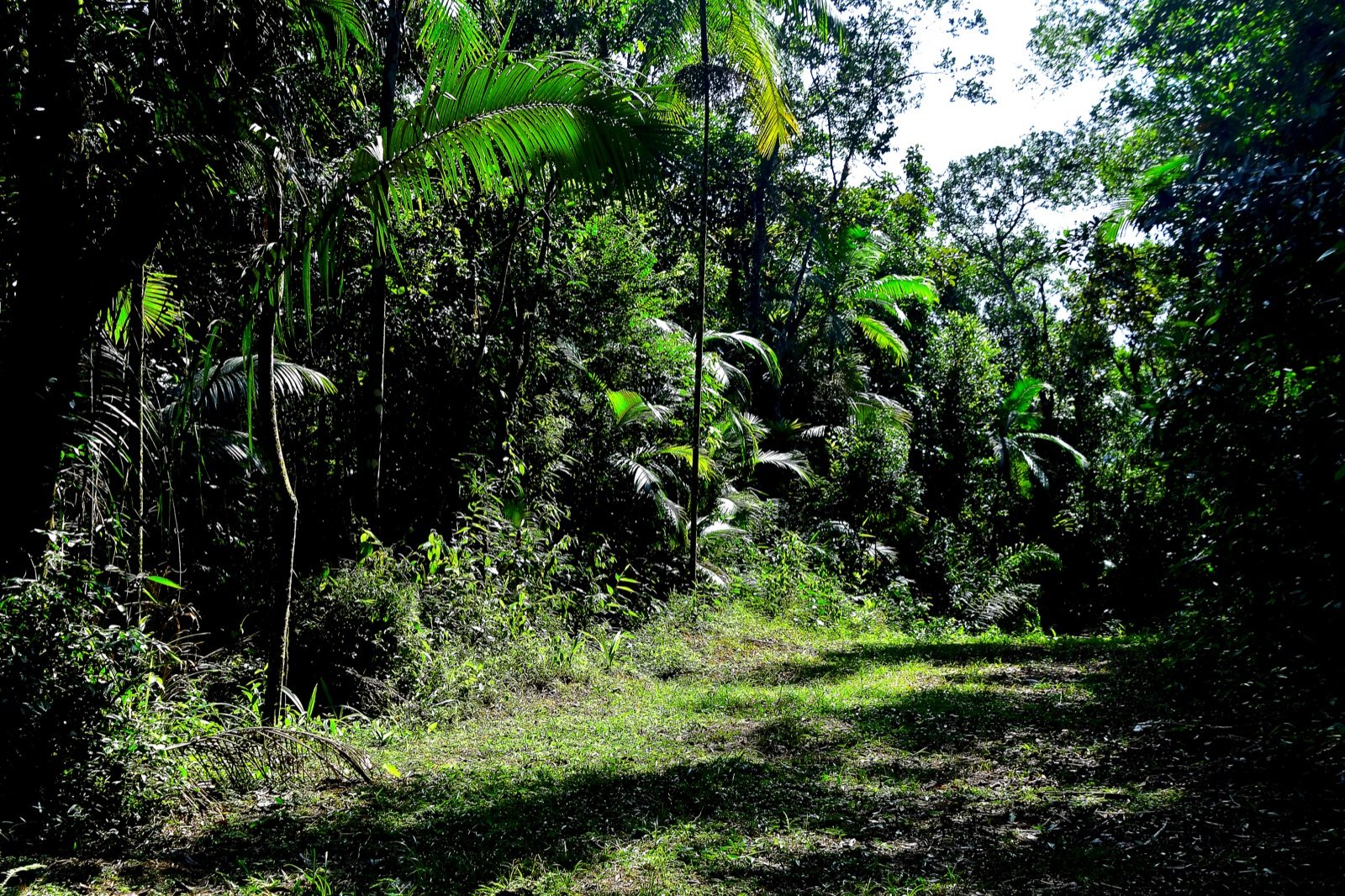 Riacho sombreado com pedras grandes e vegetação densa