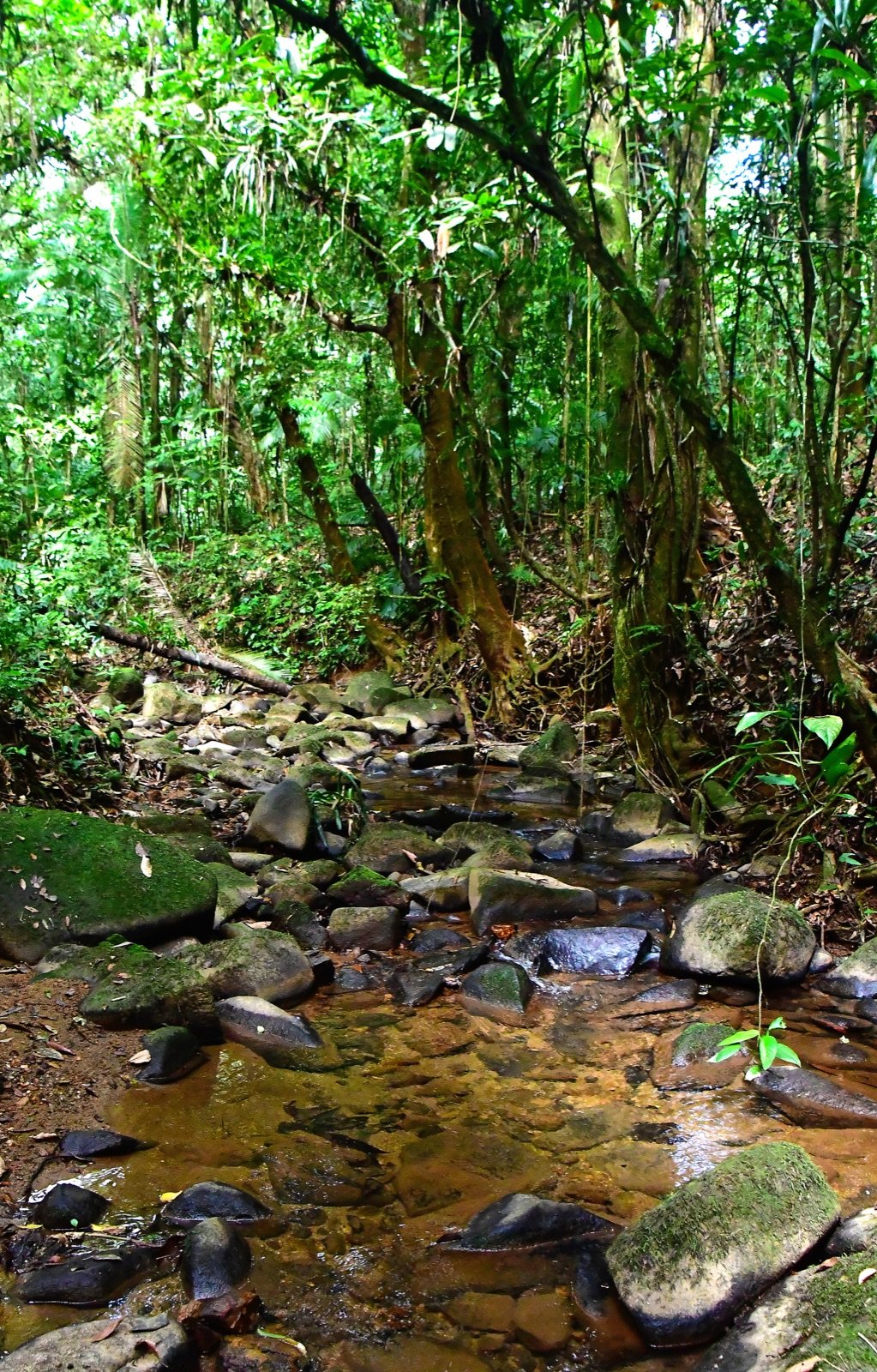 Interior de mata com árvore de raízes largas